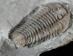 Prone Flexicalymene Trilobite In Shale - Ohio #52666-1
